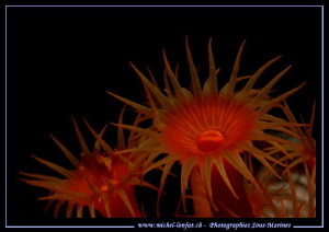 Macro of encrusting anemones.... :O)... by Michel Lonfat 